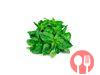 Basil