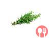 Rosemary