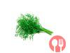 Dill